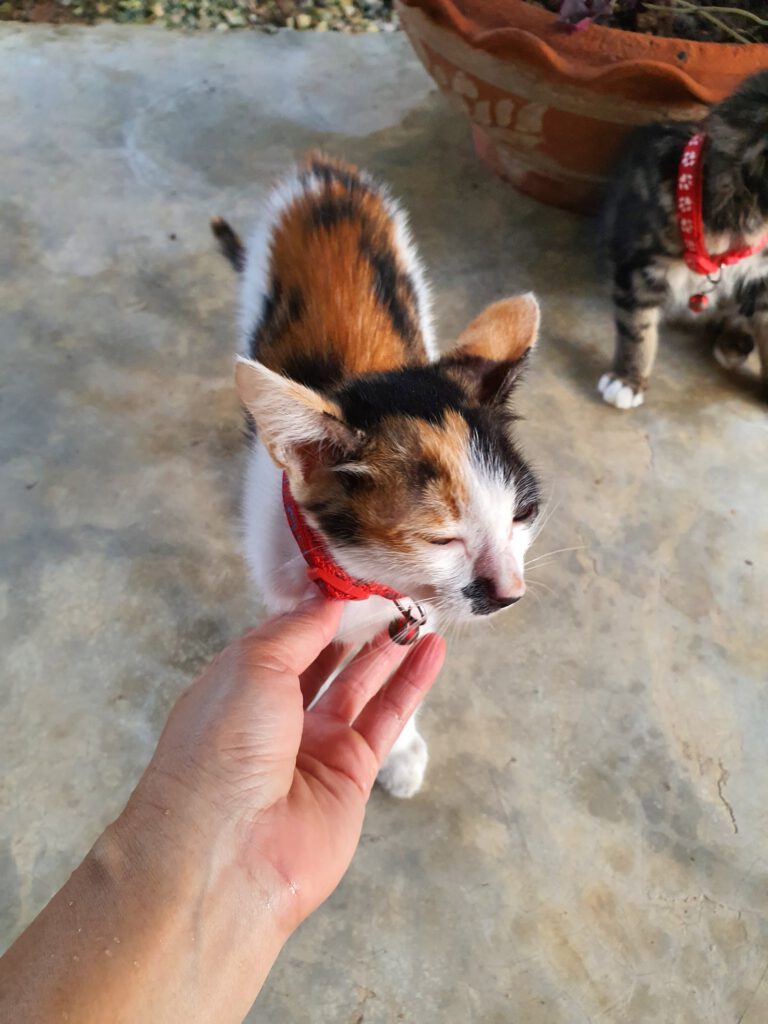คลินิกเกษมสัตวแพทย์