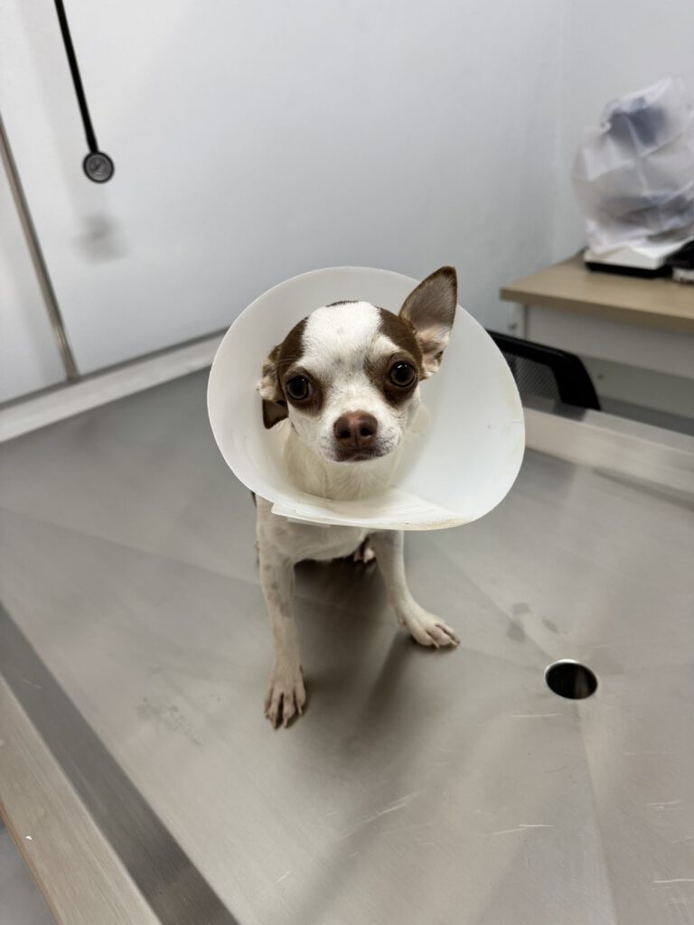 นานะ รักษาสัตว์ Nana Pet Clinic